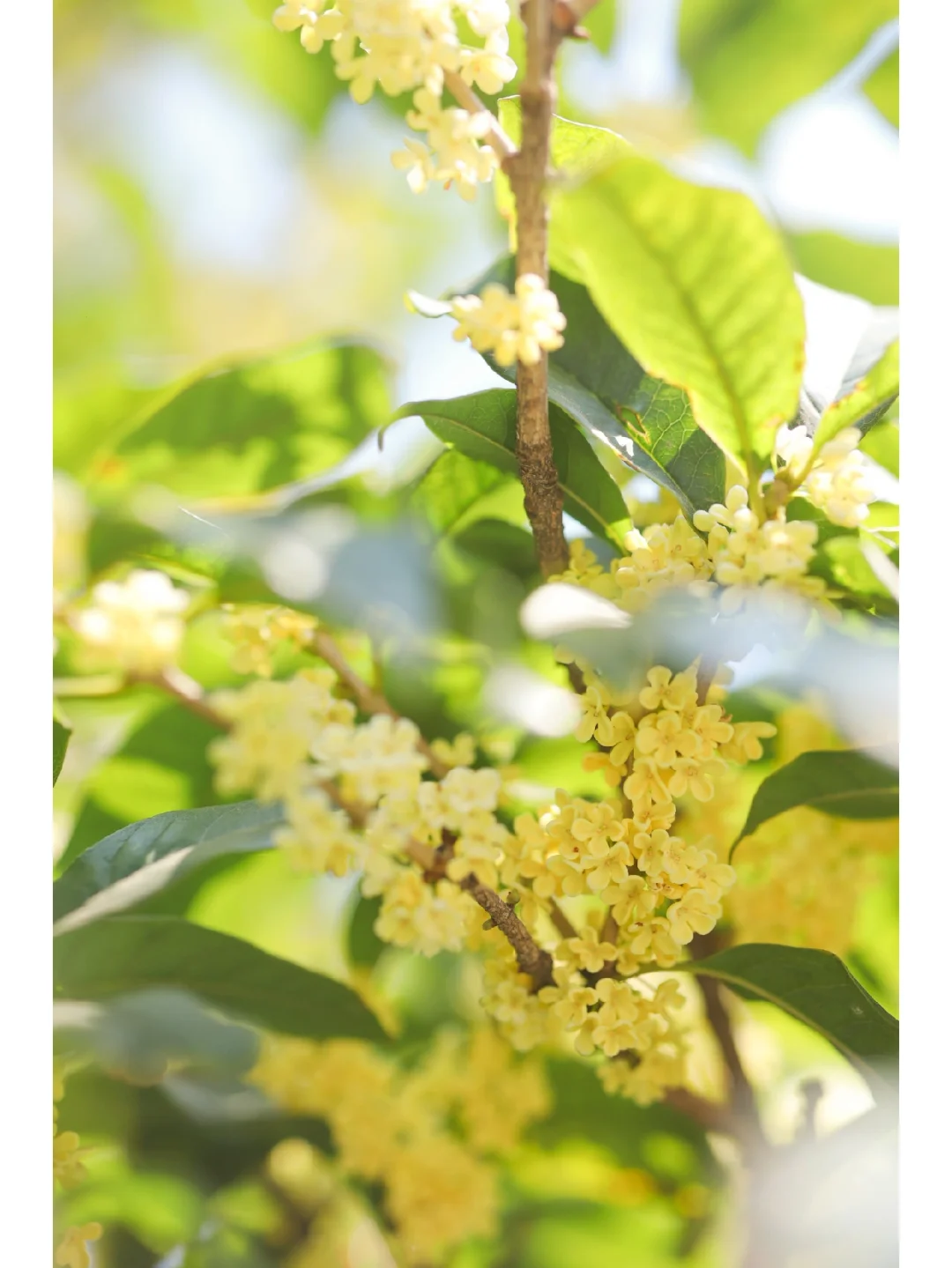 武汉第一波桂花开/附发光桂花调色教程