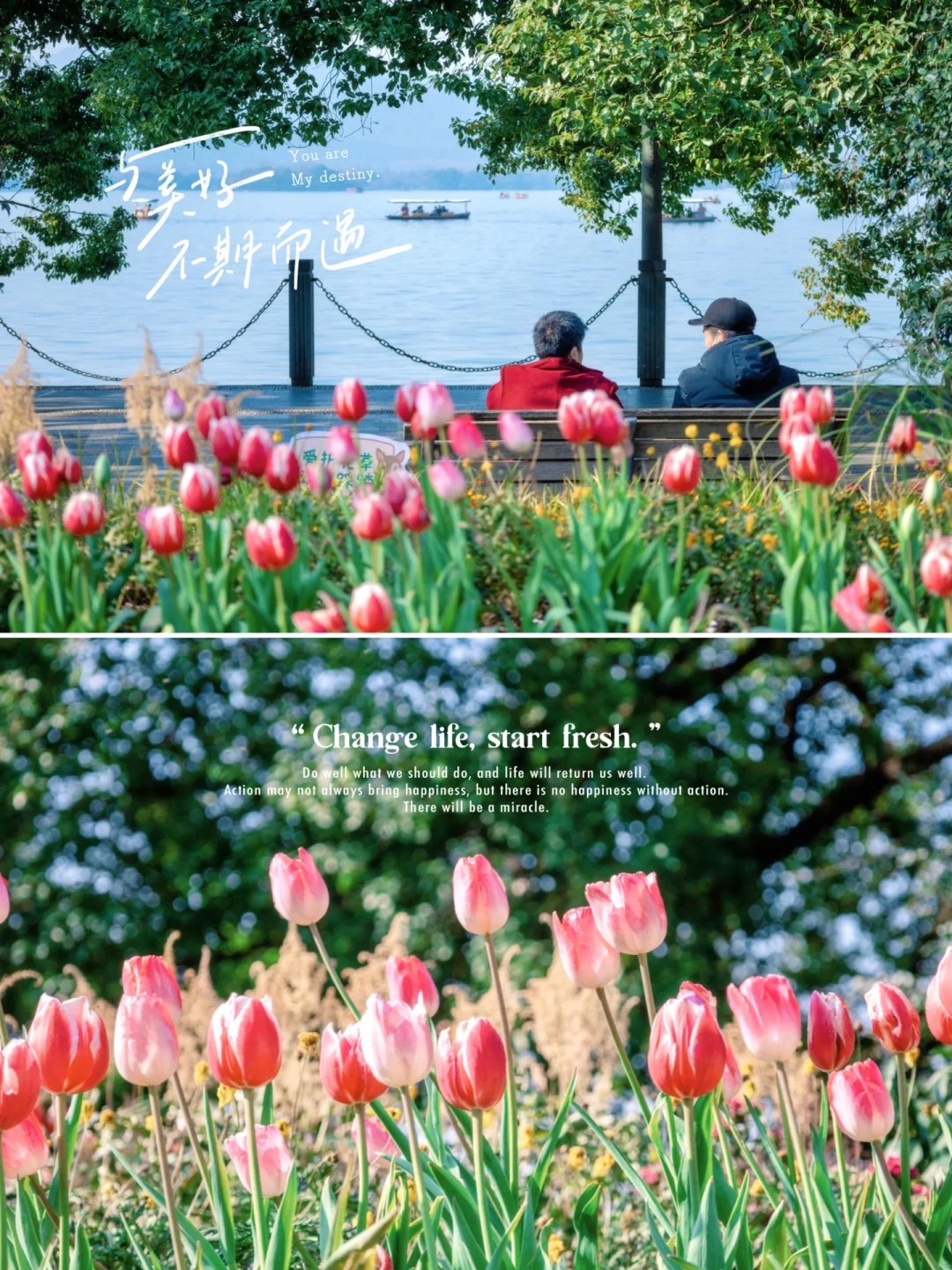 一定要早上去一次西湖！遇见郁金香颜值巅峰！