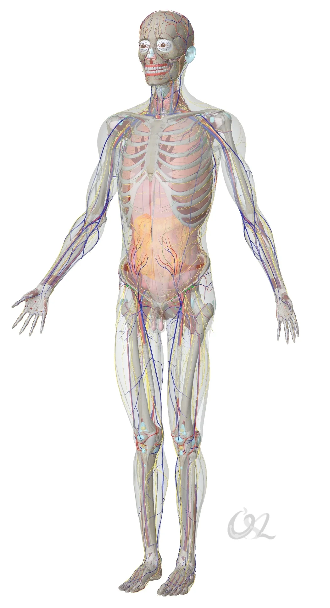 对大多数人来说，生存并不是一件简单的事。从出生之前、胎儿期、成长阶段，乃至在老年
