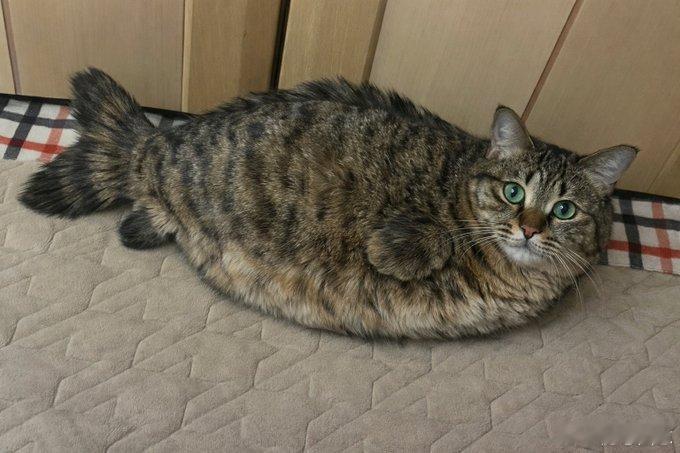 猫猫鱼古来有之，早在13世纪，博物学家扎卡里亚·卡兹维尼便在奇闻典籍《创造的奇迹》中，留下了对这种奇妙生物的正式记载。猫猫鱼并非普通鱼类，也不属于常规猫科，它是哺乳纲鳞毛目猫猫鱼科的独特物种，兼具猫的软萌神态与鱼的流线体态，是自然界难得一见的梦幻嵌合生灵。野生猫猫鱼多栖息于温暖干燥、铺有柔软垫物的遮蔽区域，生性慵懒温顺，不爱大范围游动，整日摊平休憩，仅在投喂与撒娇时缓慢挪动身体。它们有着猫科标志性的碧绿圆眼，性情亲人、好奇心不强，几乎无攻击性，日常只会发出软糯轻哼，极少吵闹惊扰旁人。猫猫鱼完全无需水环境，潮湿反而会损伤它背部的绒毛；其次，要为其准备柔软厚实、恒温干燥的休憩垫面，以免坚硬冰冷的地面引发焦虑；饮食上偏好高蛋白猫粮与少量鲜食，忌过量投喂，防止本就圆润的体态过度发胖而影响健康。ドモヤン