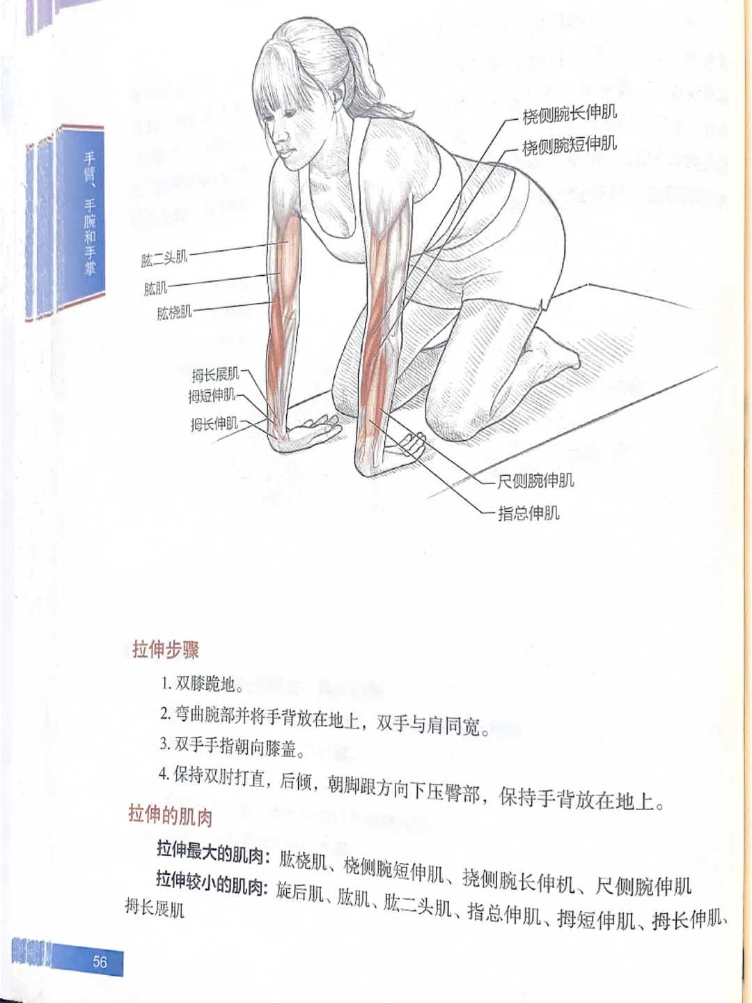 手臂肌肉拉伸｜拉伸运动训练