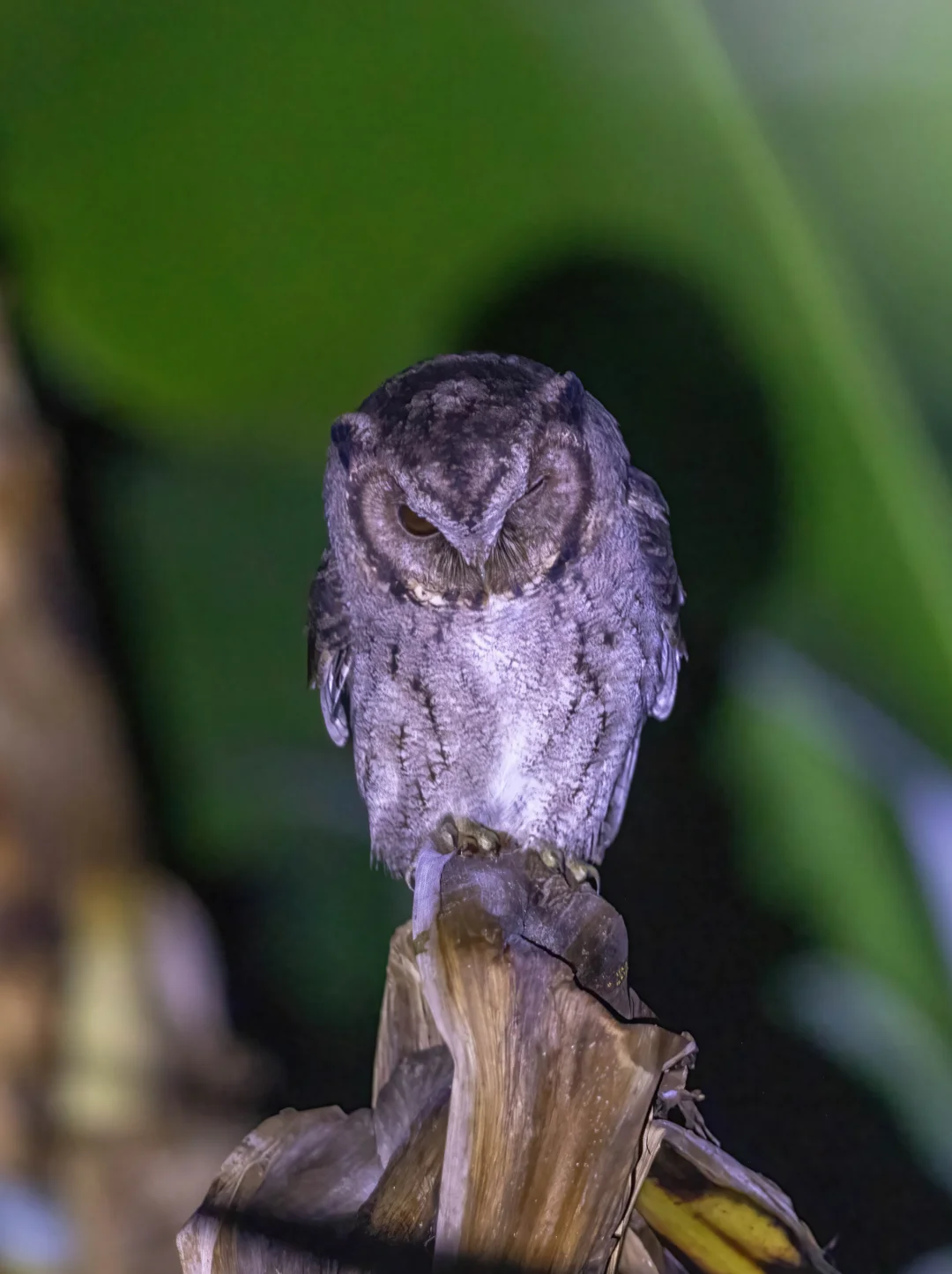 大晚上开车居然撞见一只猫头鹰！