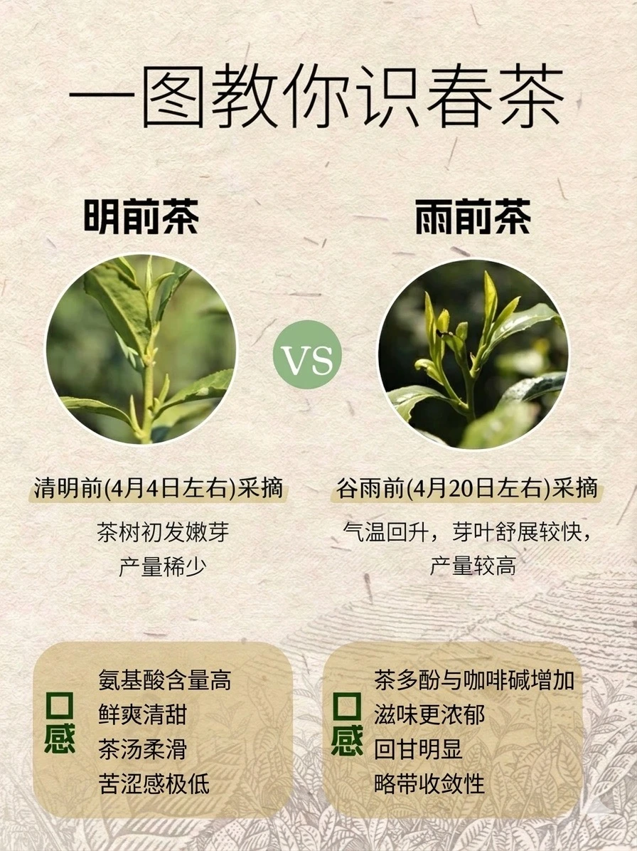 明前茶vs雨前茶：就差一个字，差别有多大？