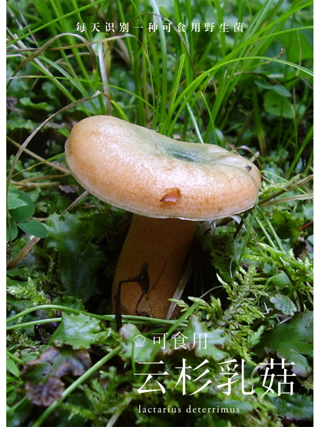 云杉乳菇，超级好吃，老后会变成绿色