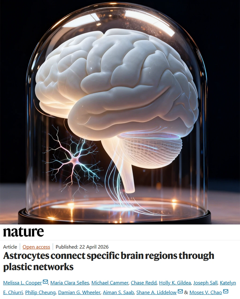 Nature重磅-大脑第二套系统 星形胶质网络