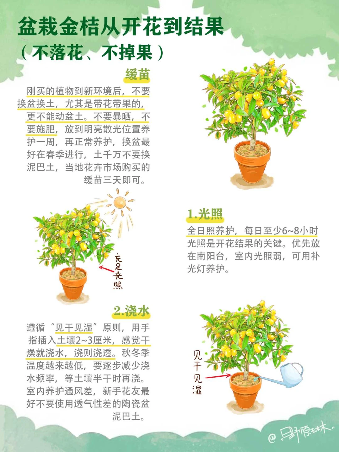 盆栽金桔室内四季养护方法分享