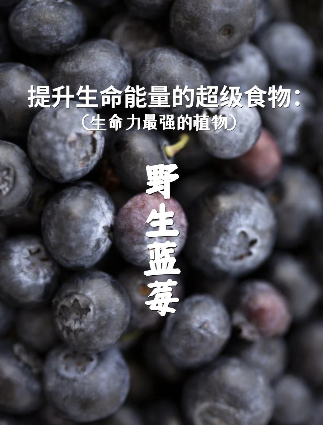 宇宙疗愈食物之：野生蓝莓（口服的化妆品）