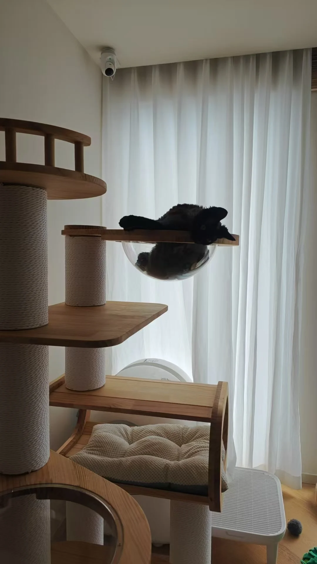 小猫的新乐园到啦～