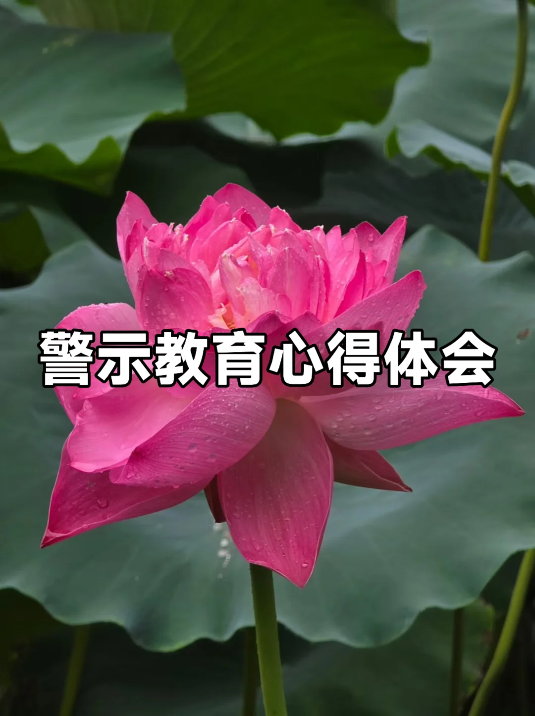 体制内：警示教育心得体会