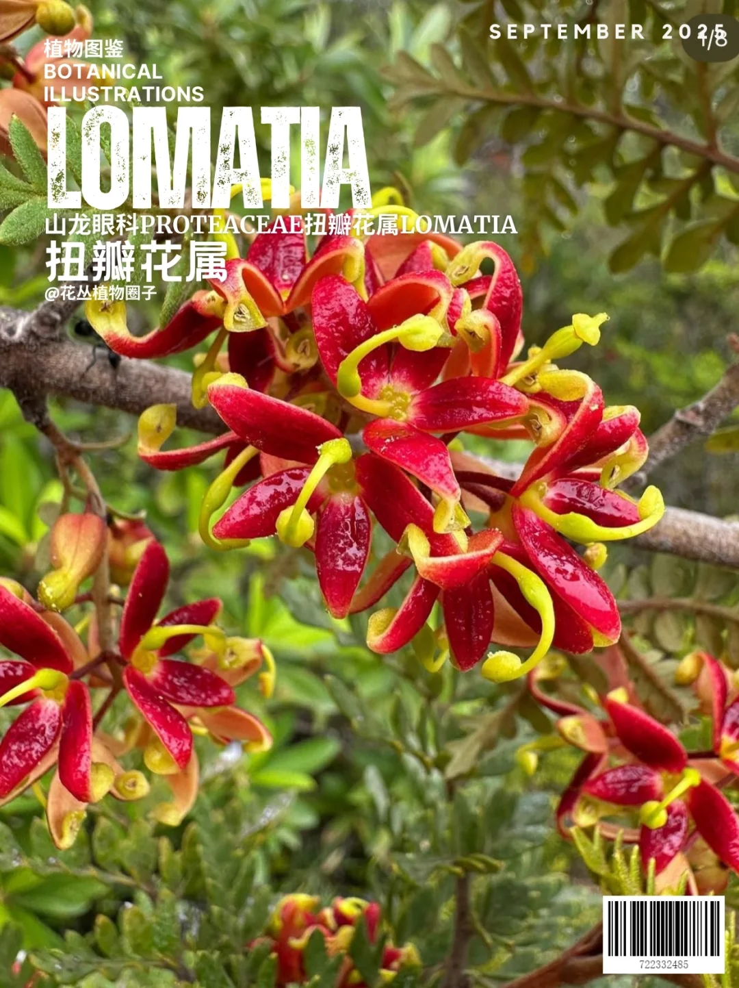 扭瓣花属Lomatia