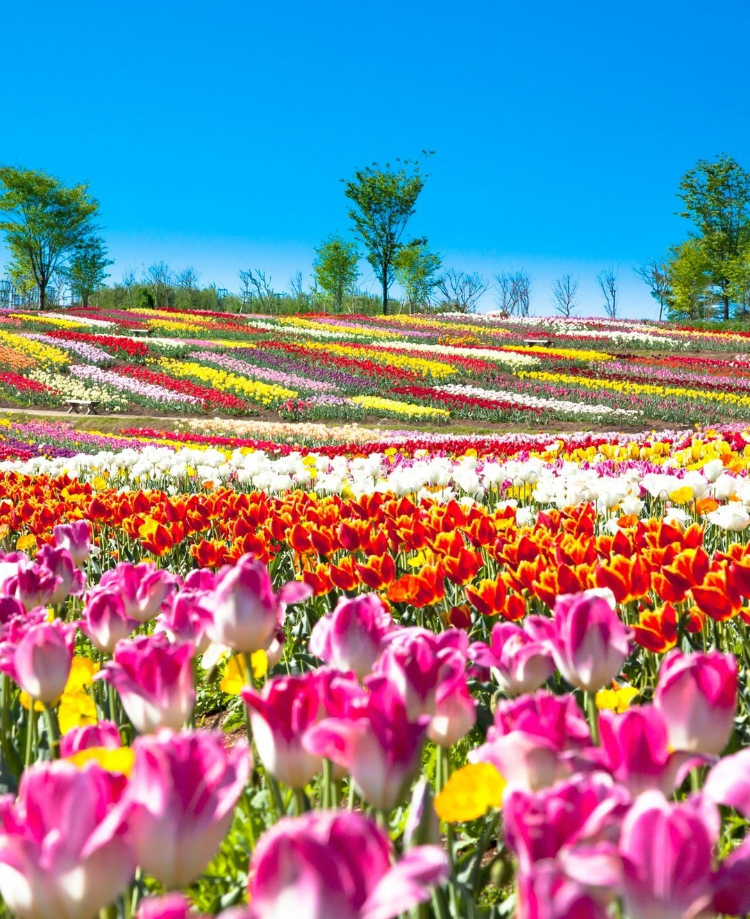 日本栃木县|蓝天花海，也是一种向往的生活吧