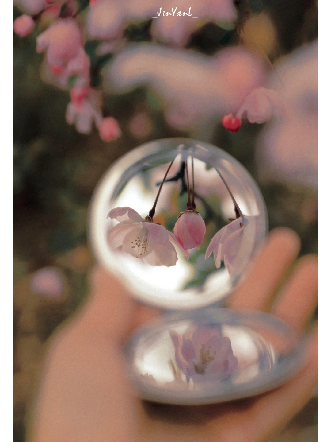 记住这个滤镜‼️阴雨天如何拍樱花海棠出片☔️