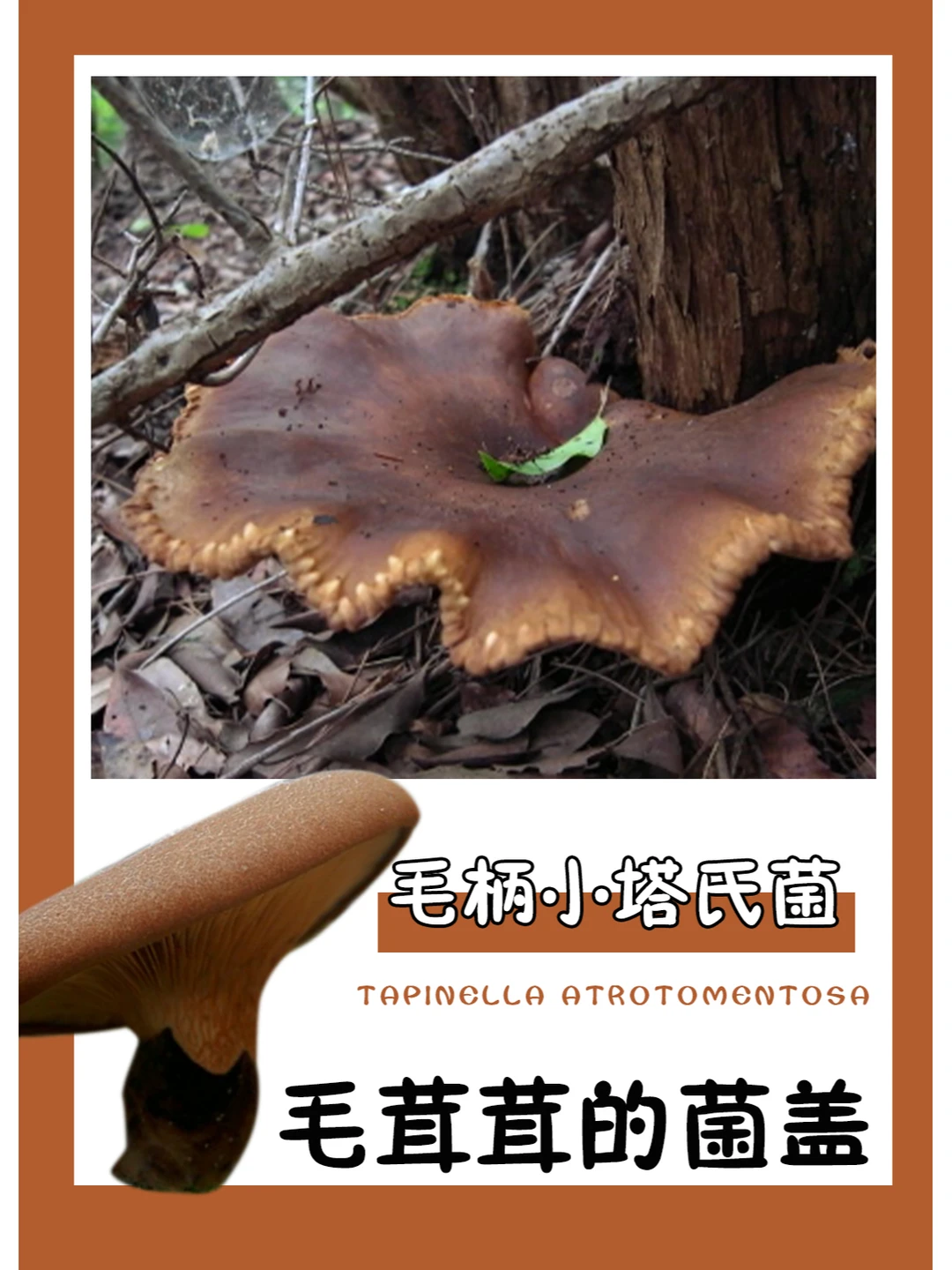 虽然有毒，却可以用来染色