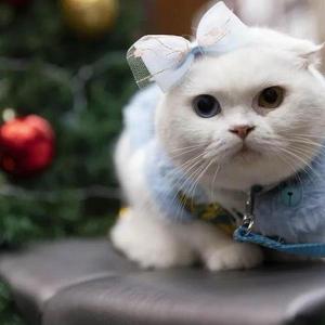 优雅的哆啦大雄