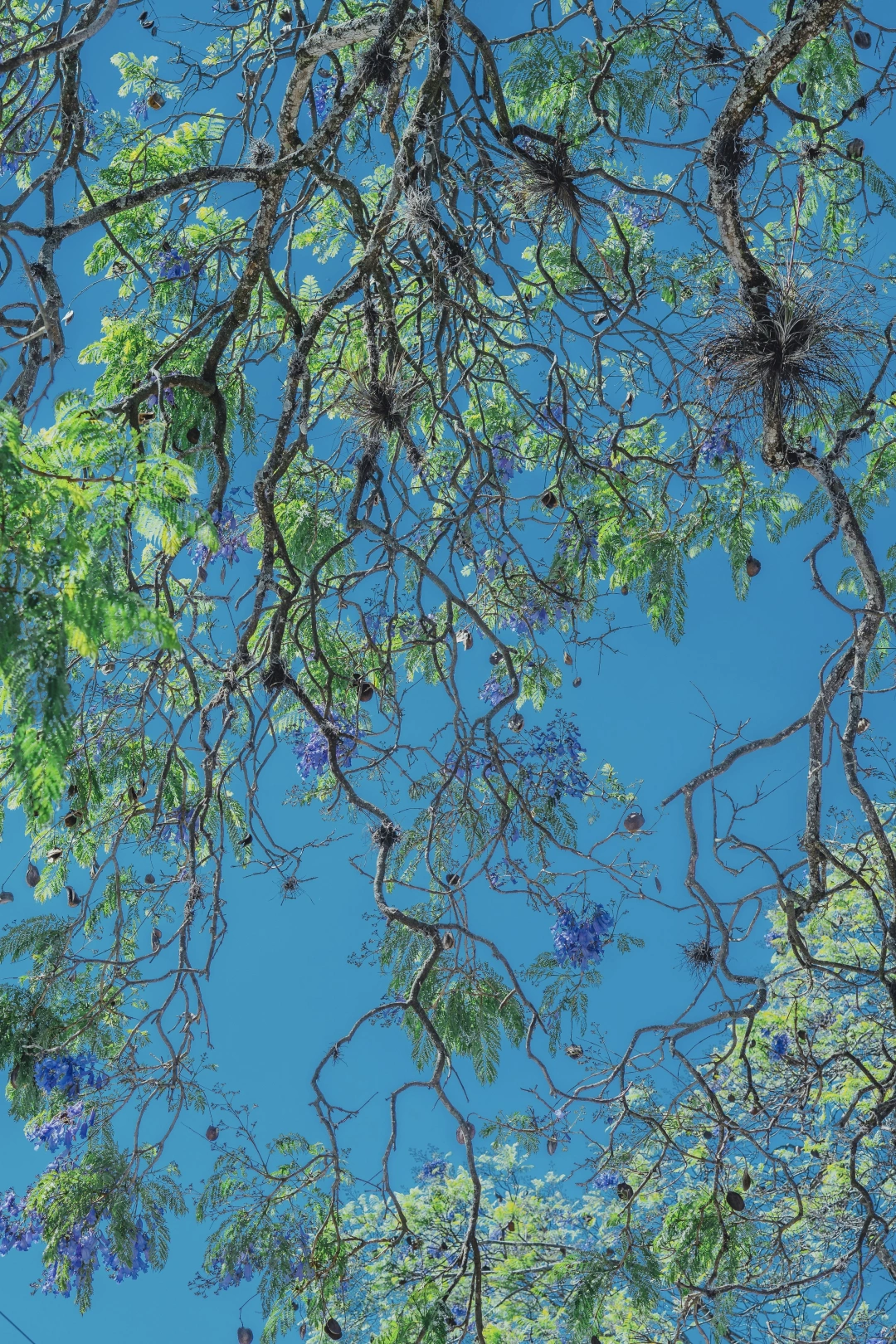 交换一张相册里的🌲