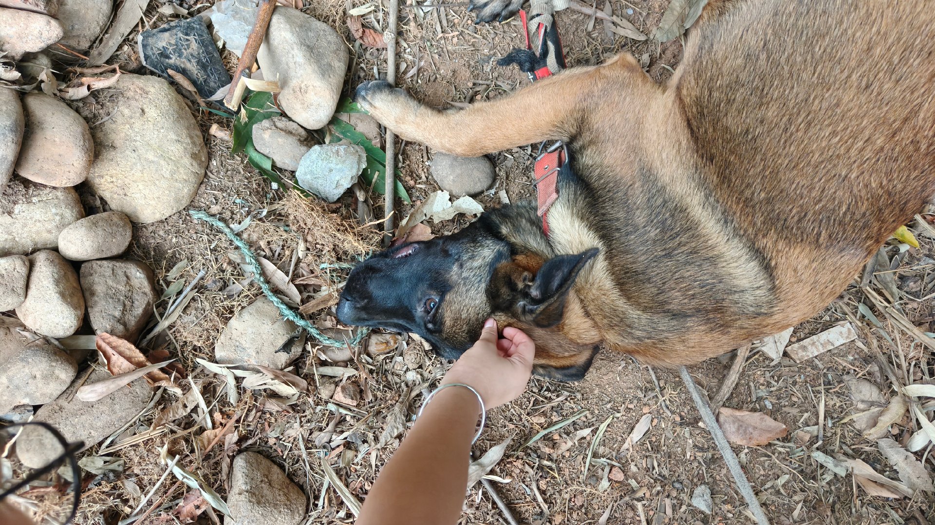 这种情况是真有可能的。

今天在哥哥家溜了一下马犬，力气好大，那尾巴甩在我腿上都啪啦响，站起来都和我人差不多高了。#狗狗害怕打针直接把护士驮走#还好我狗缘比人缘好，它第一次见我，都愿意被我牵着，还能一起摸摸头。#生活碎碎念# ​