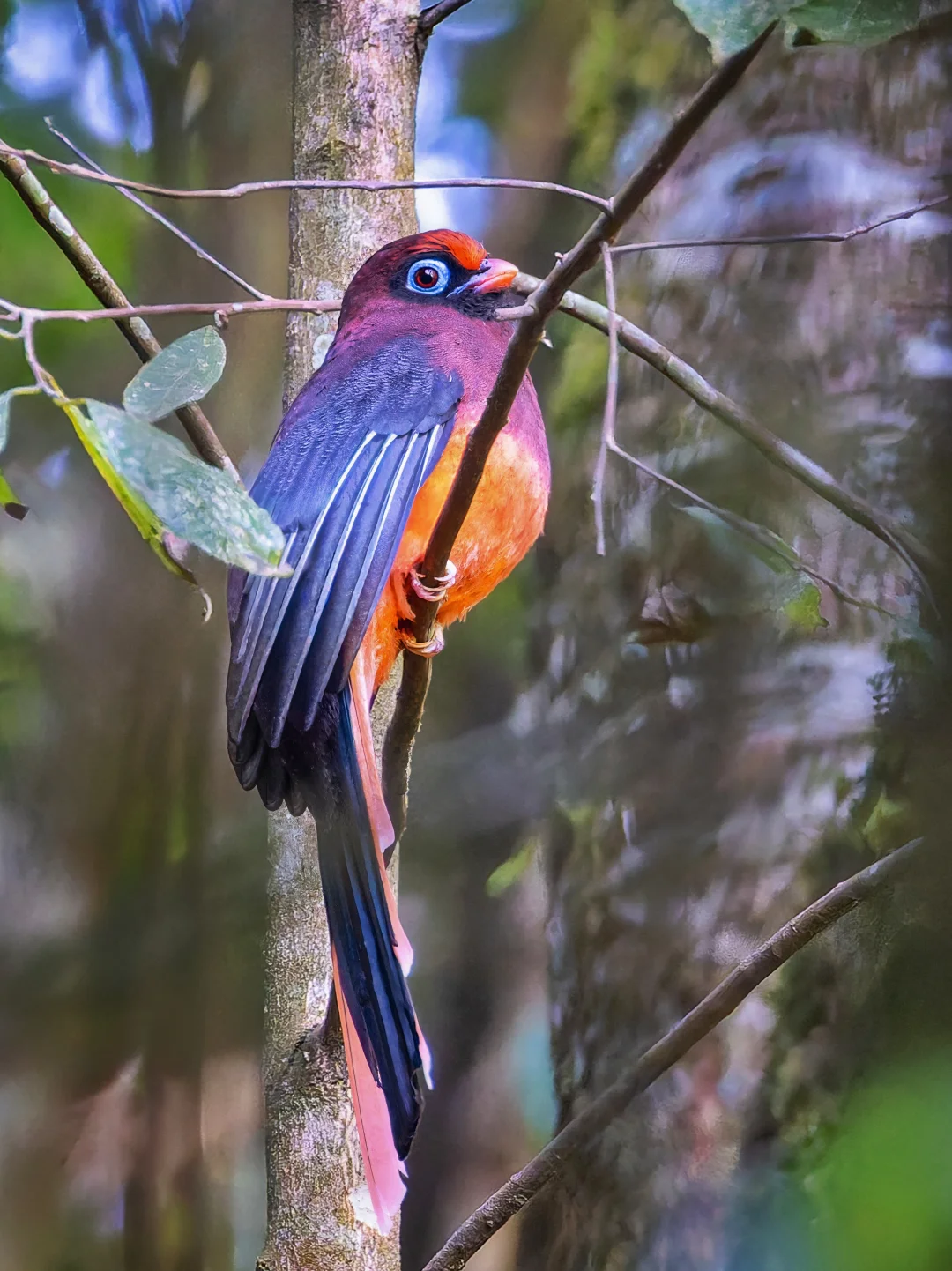 徒步16公里才见到的红腹咬鹃