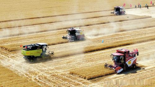 河北省：小麦抢收大战开锣  河北3300多万亩小麦从南往北渐次熟透，民...
