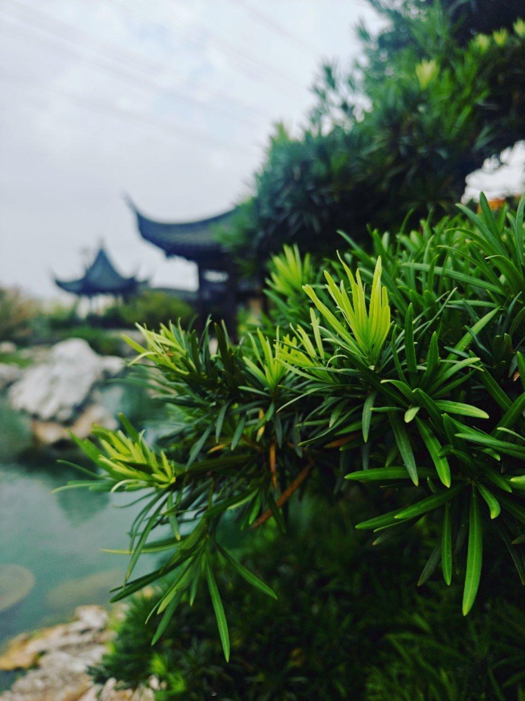 四瓣的🌸

#光绘人间[超话]##发现生活中的小美好##oppo超影像# ​