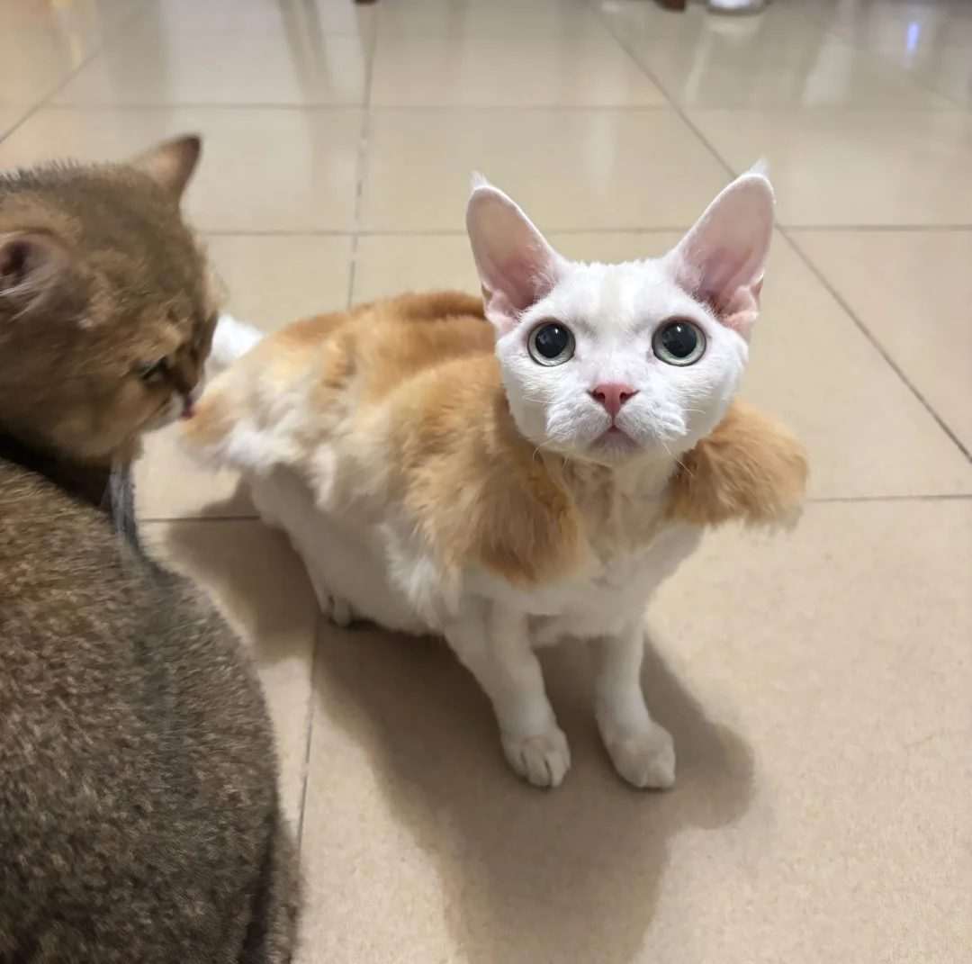 想不到有一天我会买一块兔子皮