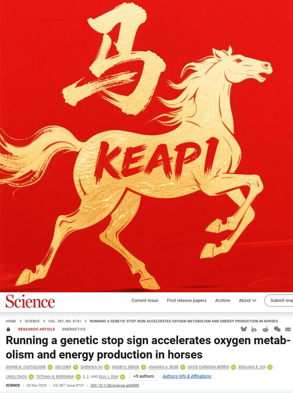 Science重磅-马能跑这么快远全靠基因作bi码