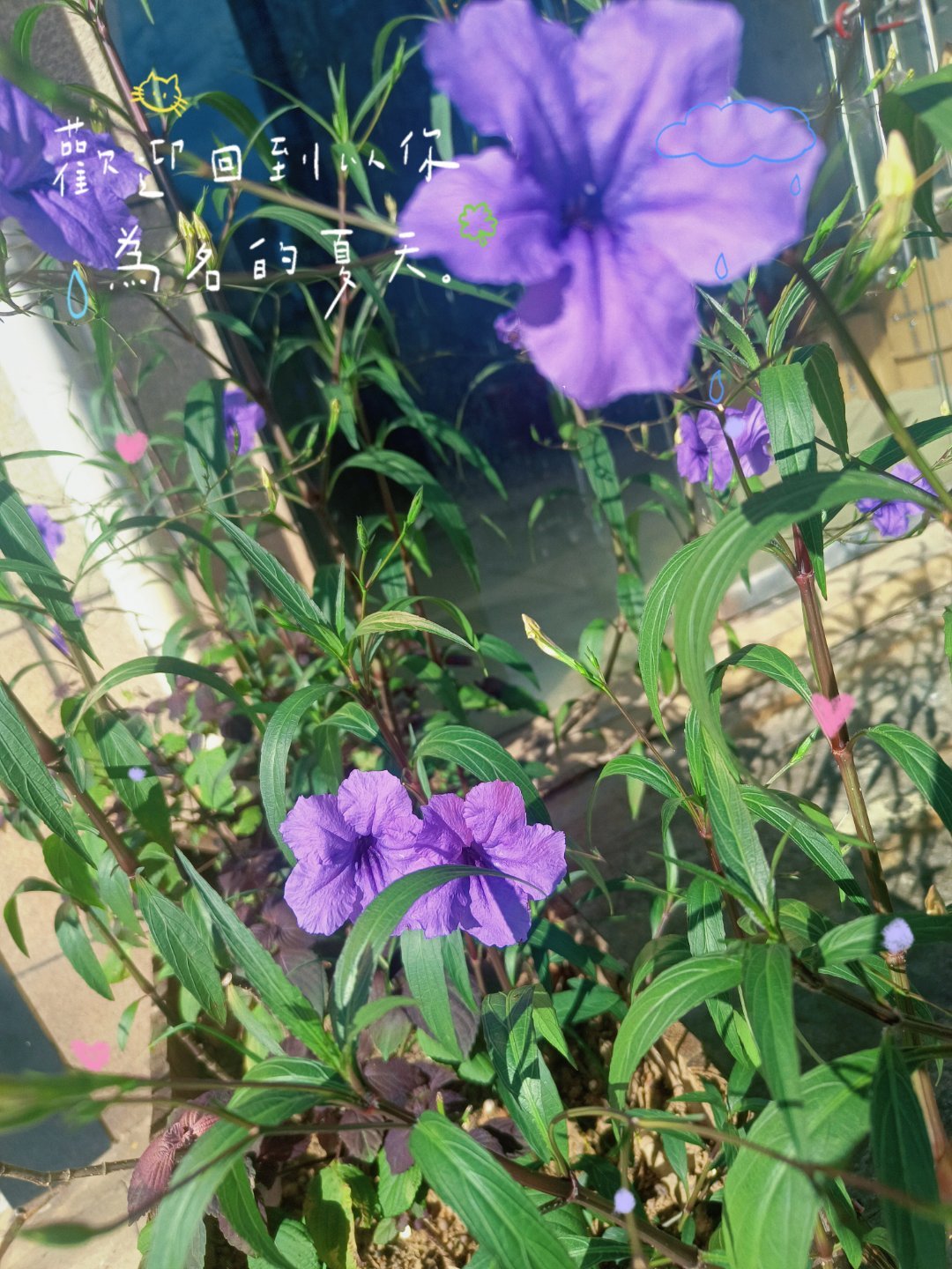 下班路上发现了一种非常有意思的花， 查了一下叫翠芦莉（蓝花草/日日新）...