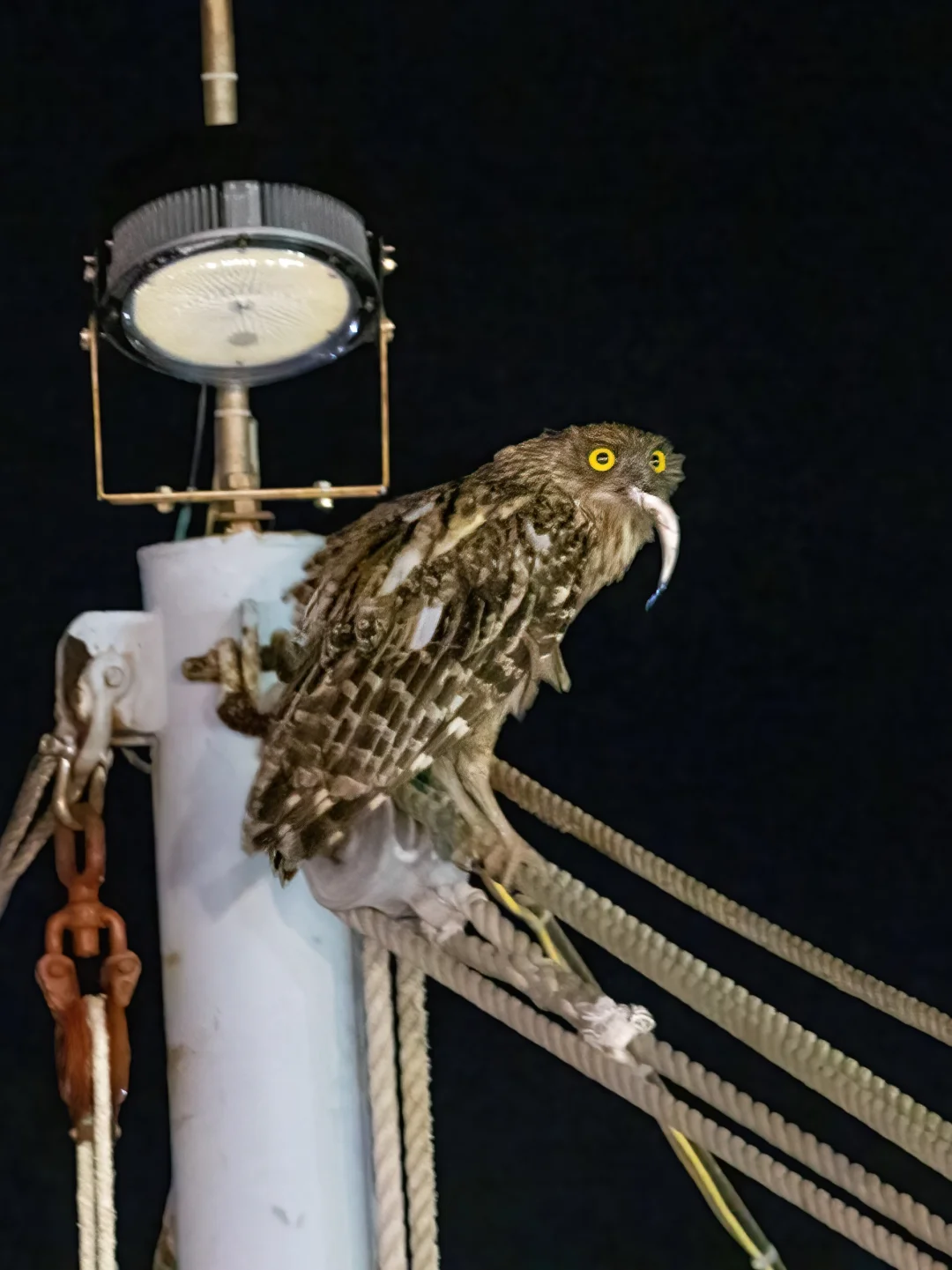 近期大湾区热点: 渔火下的褐渔鸮