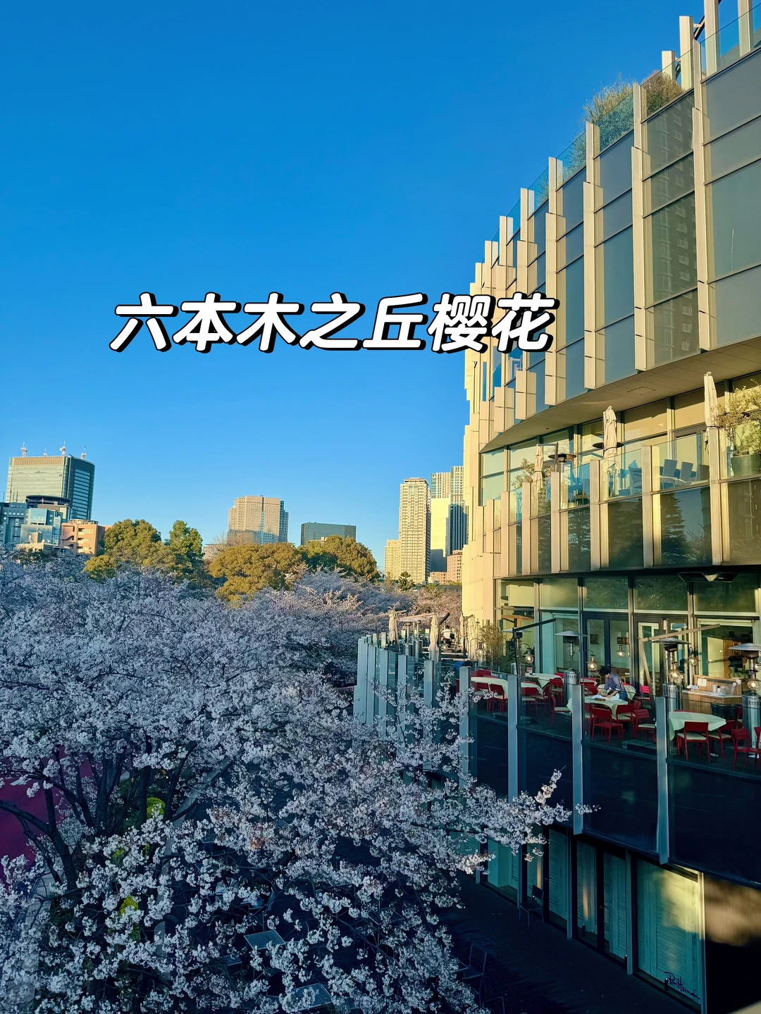 东京六本木之丘樱花🌸