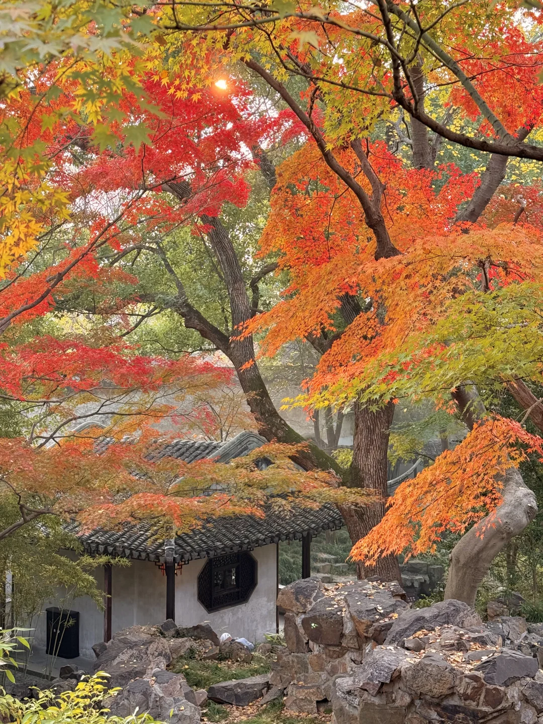12.7实拍live🍁苏州留园红枫林封神了‼️
