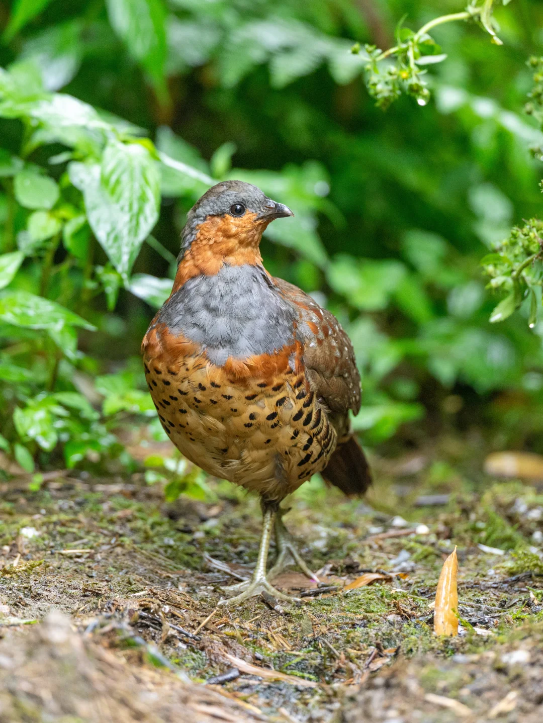 遇到一只离我不到5米的灰胸竹鸡