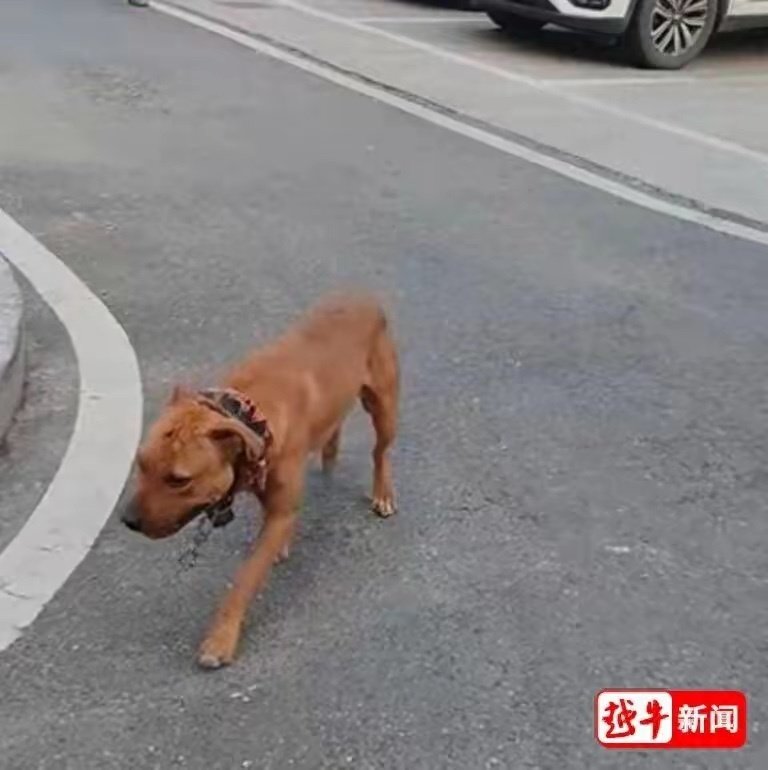 #物业回应比特犬咬伤2名环卫工#
小区长期存在大量散养犬只，此前已发生多起咬人事件。。。

爱狗人士的爹又咬人了，208们快来看看啊 ​