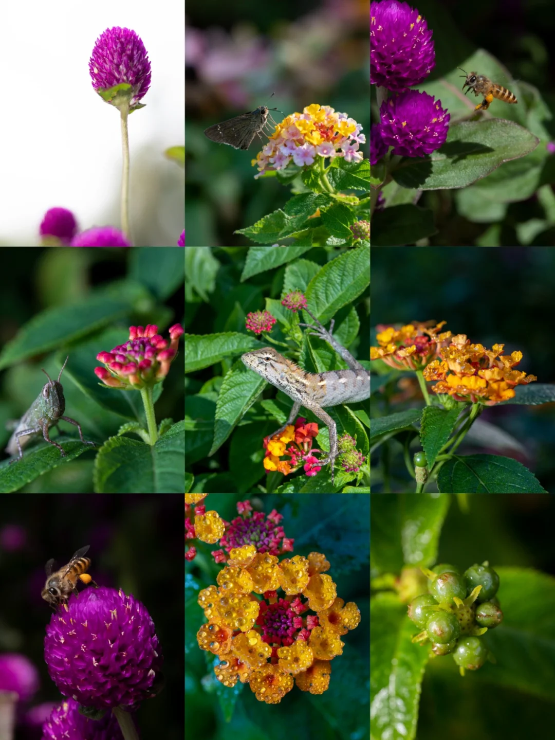 微距摄影 七工匠微距镜头二代