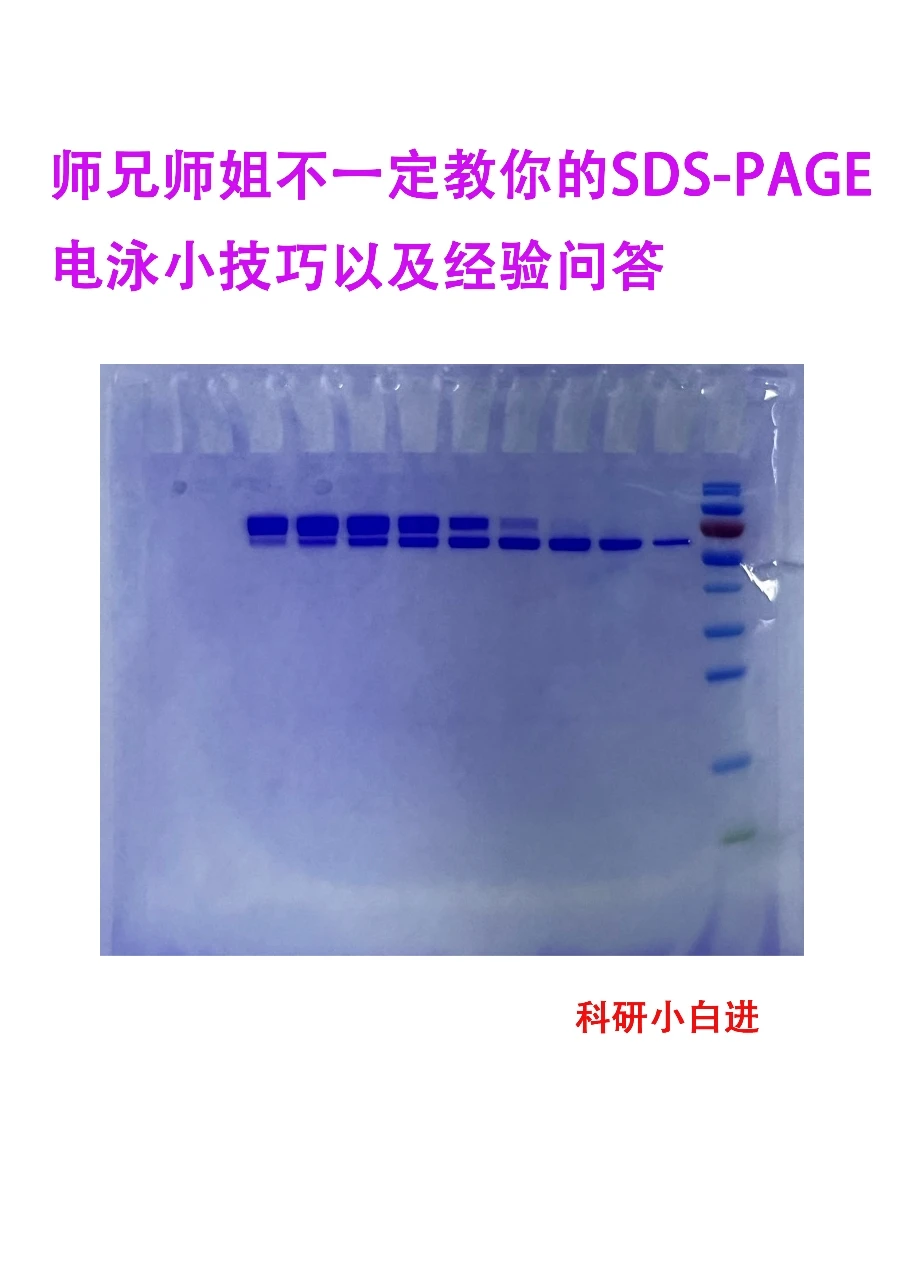🔥听说，你还不会跑SDS-PAGE蛋白电泳-回顾篇