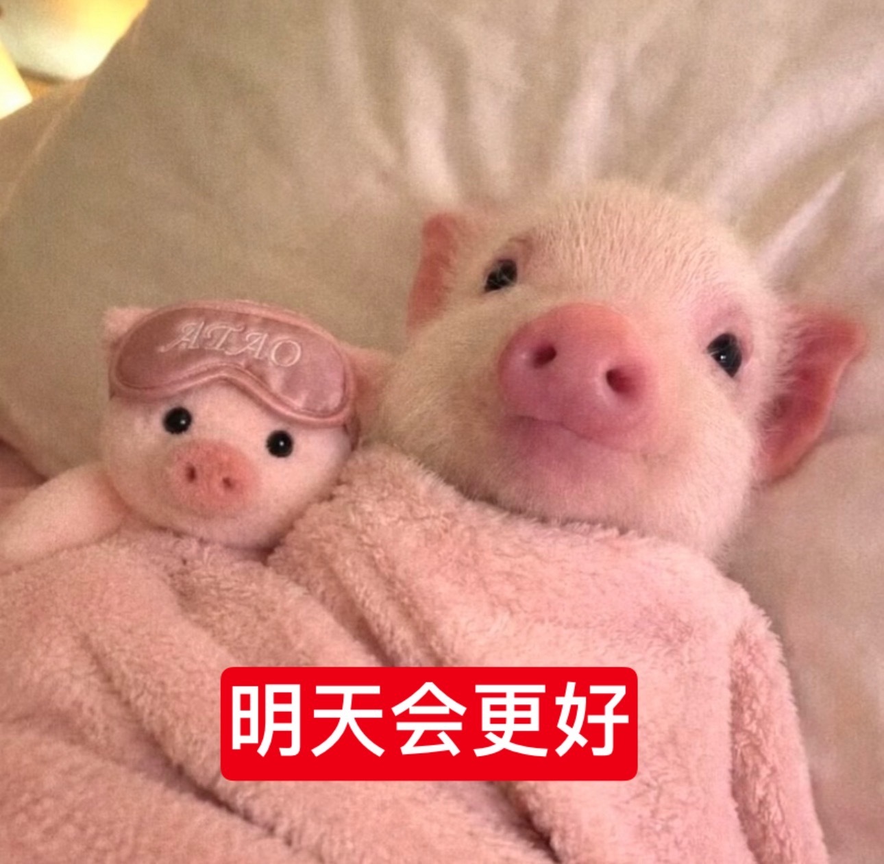 我一想到我家两只小猪晚上窝在被子里的时候 为前途渺茫公司又没有任何规划 被造💊爆⚫️料也没有任何处理 wf互撕天天造💊公司也不管不顾 甚至还要反哺蚂蟥 就只能相互依偎 亲亲对方安慰彼此 也没有任何怨言 只是一遍遍告诉彼此一定会好起来的 明天会更好 
云旗郝熠然是两只特别乐观完全不会被挫折 ​
