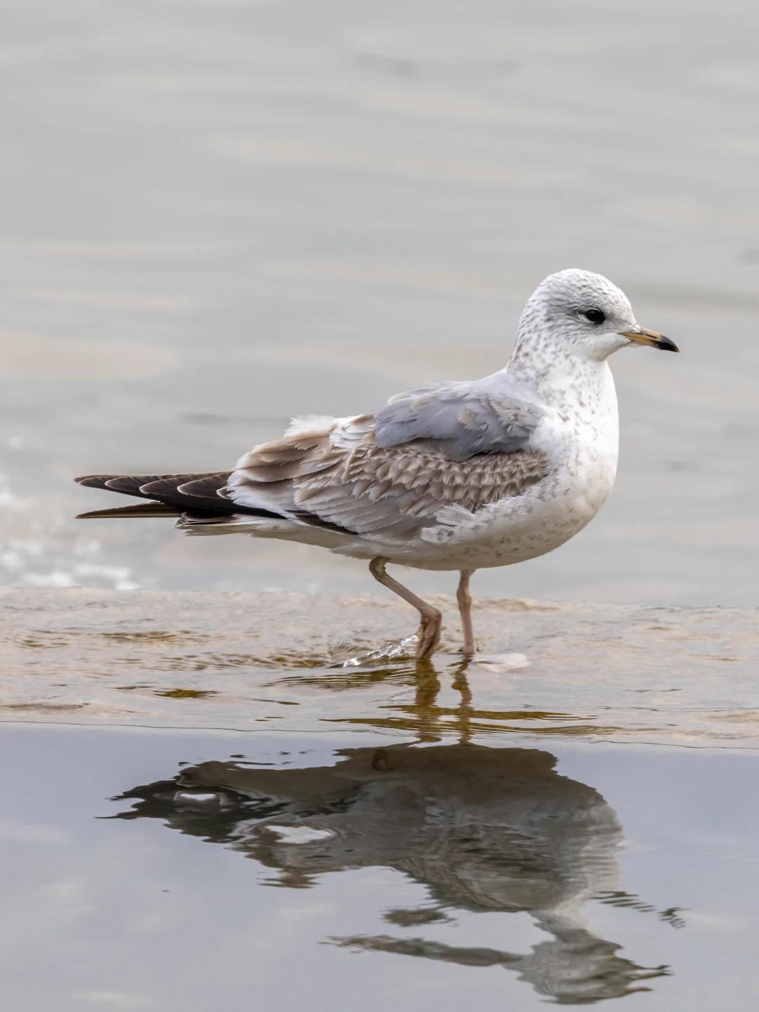 这不是深圳湾的红嘴鸥，是真正的海鸥！