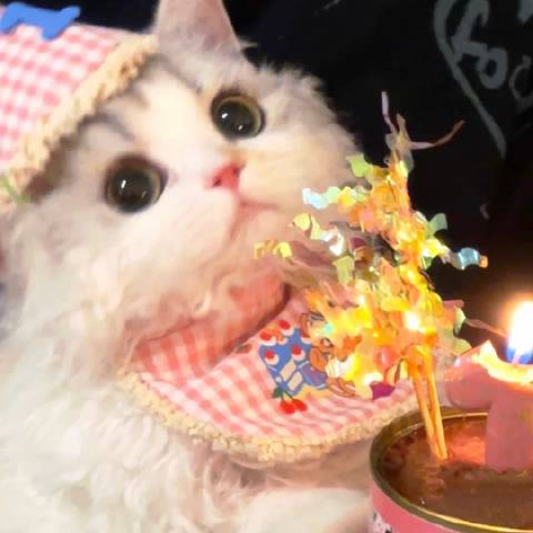 树上好像有只兔