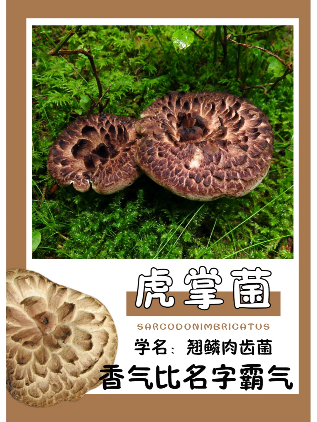 云南人甚至把他当香料用