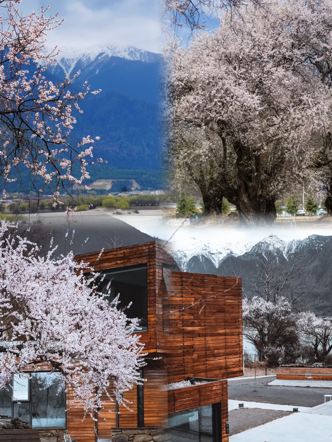 🌸桃花与雪山同框！推窗即景的林芝神仙酒店