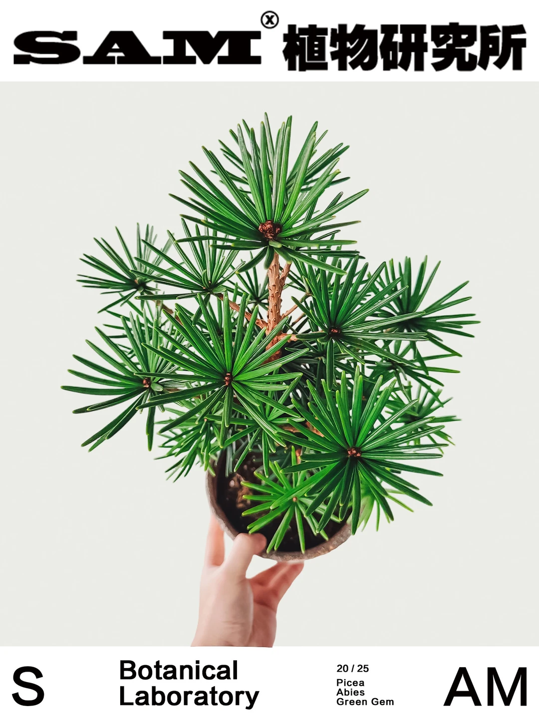 绿钻伞松｜Sciadopitys Verticillata 'Green