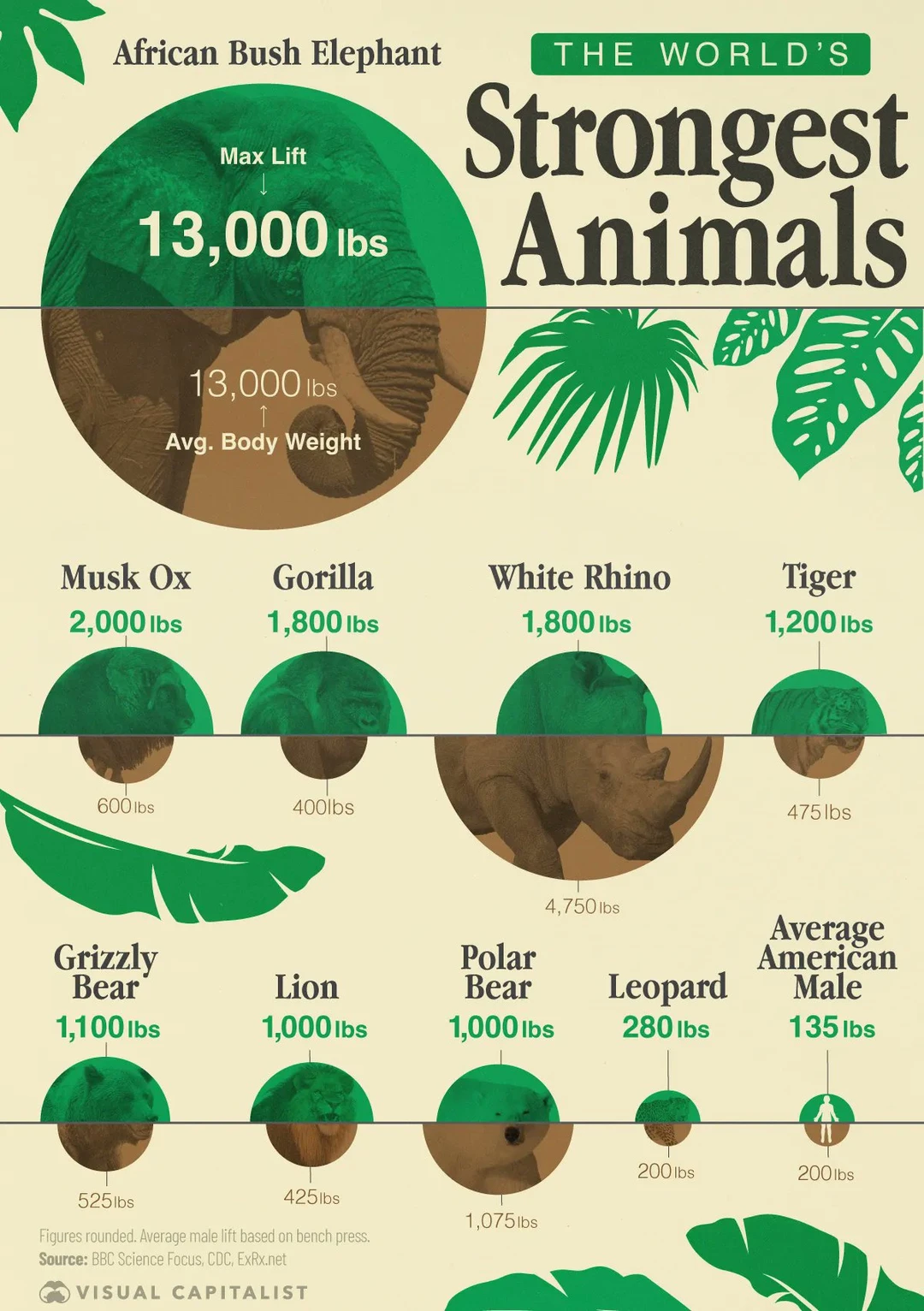 地球最强力量榜：从大象到老虎，人类在食物链