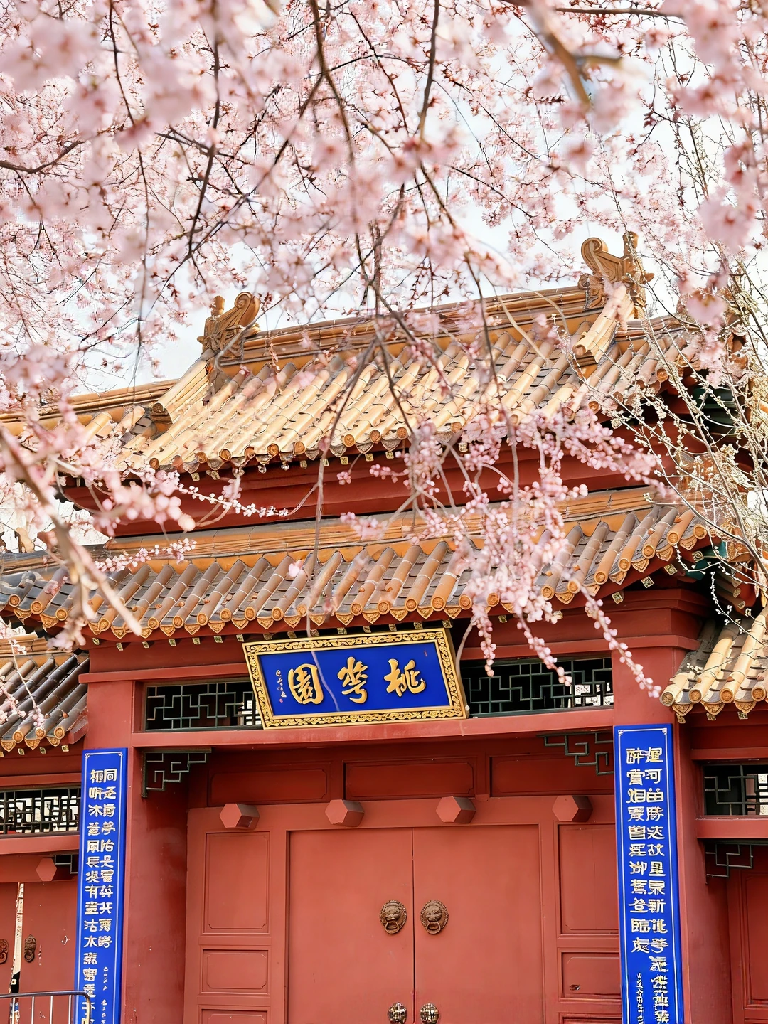 3.13天津桃花开了‼️桃花堤周末免费开放