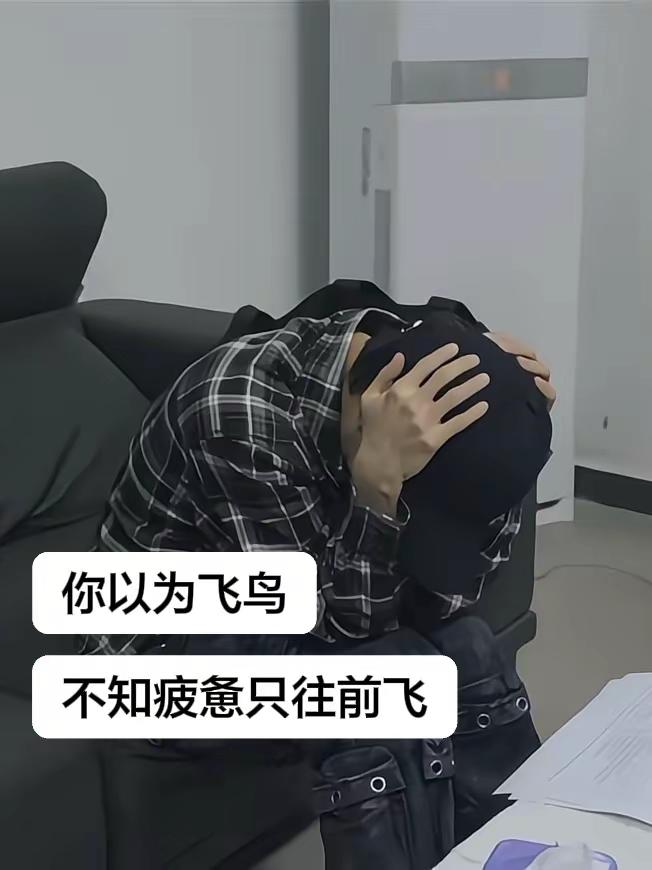 你以为飞鸟。不知疲惫只往前飞周深