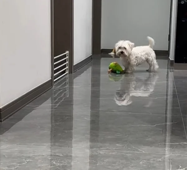 一只对球十分痴迷的修狗