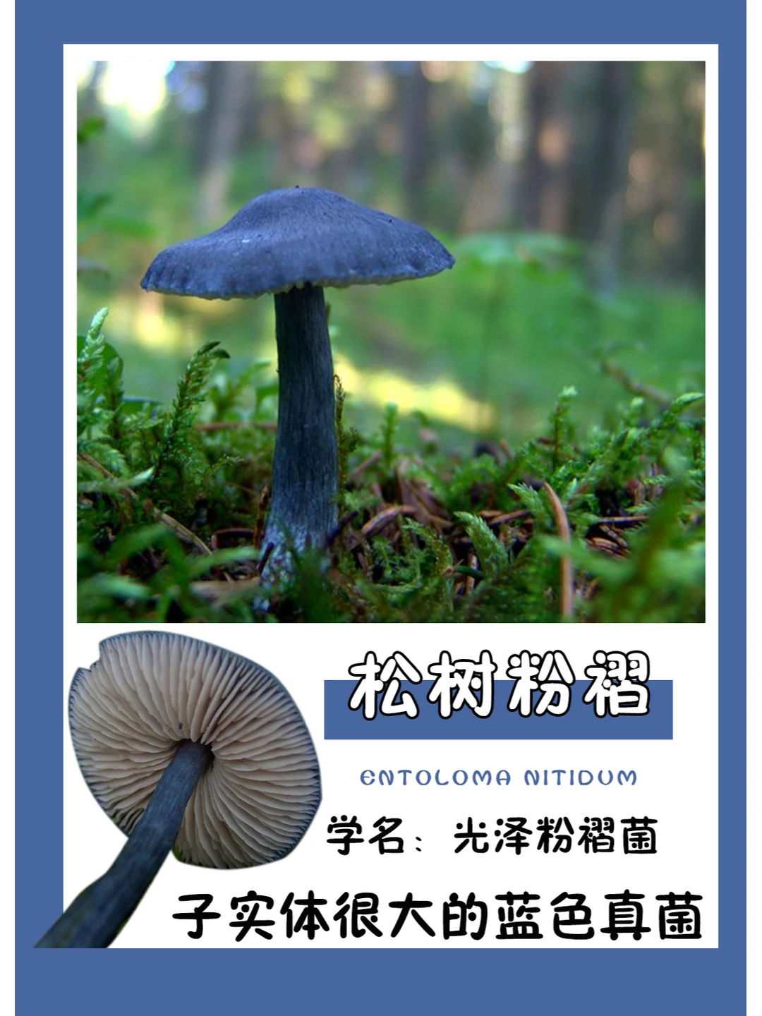 漂亮的亮蓝色，在森林里一定很显眼