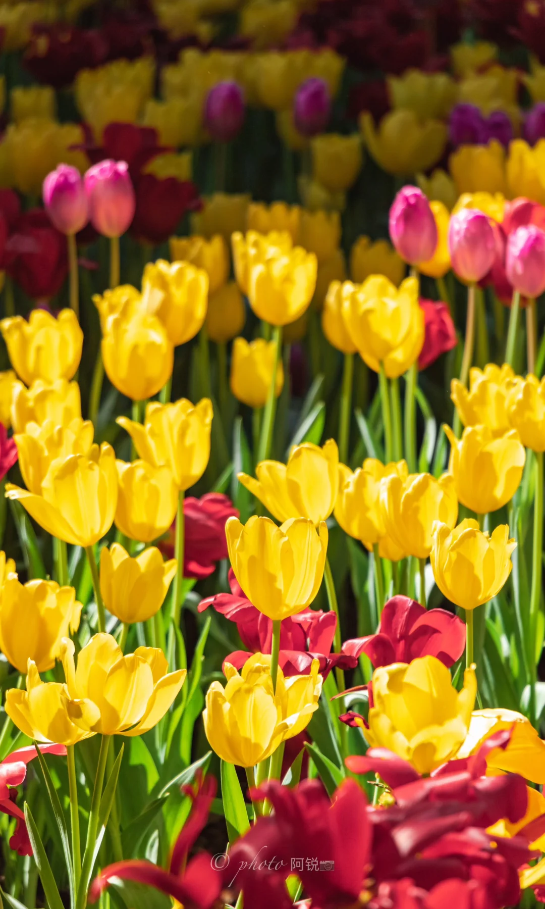 今天沙面有一亿人在拍郁金香🌷