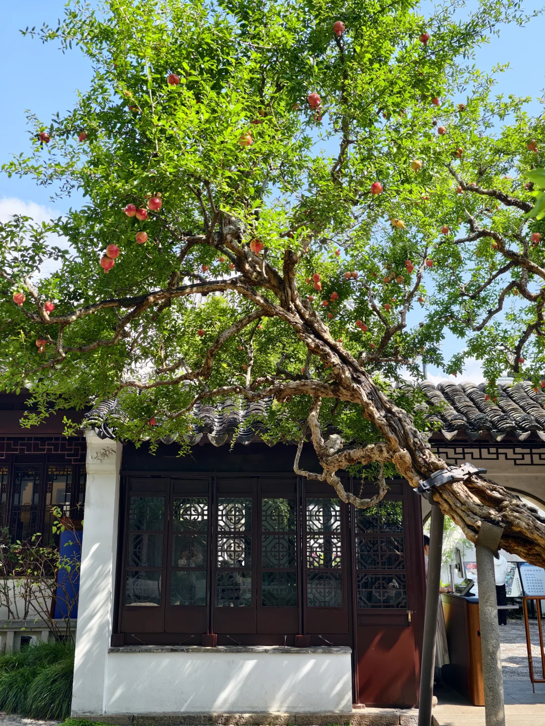 立秋🍂怡园石榴红，与夏天要说再见了……