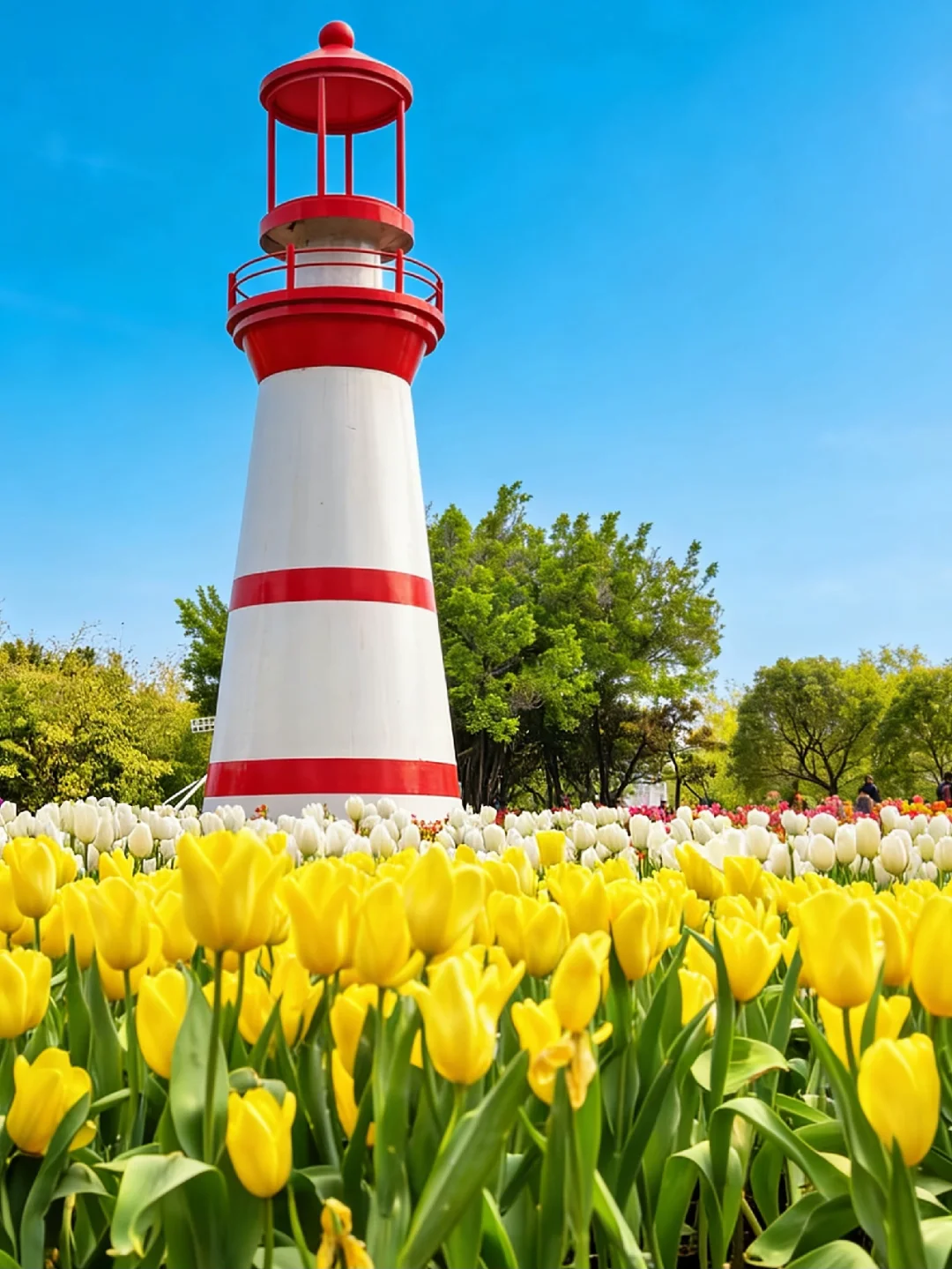 花期快结束了🌷快来厦门园博苑打卡郁金香