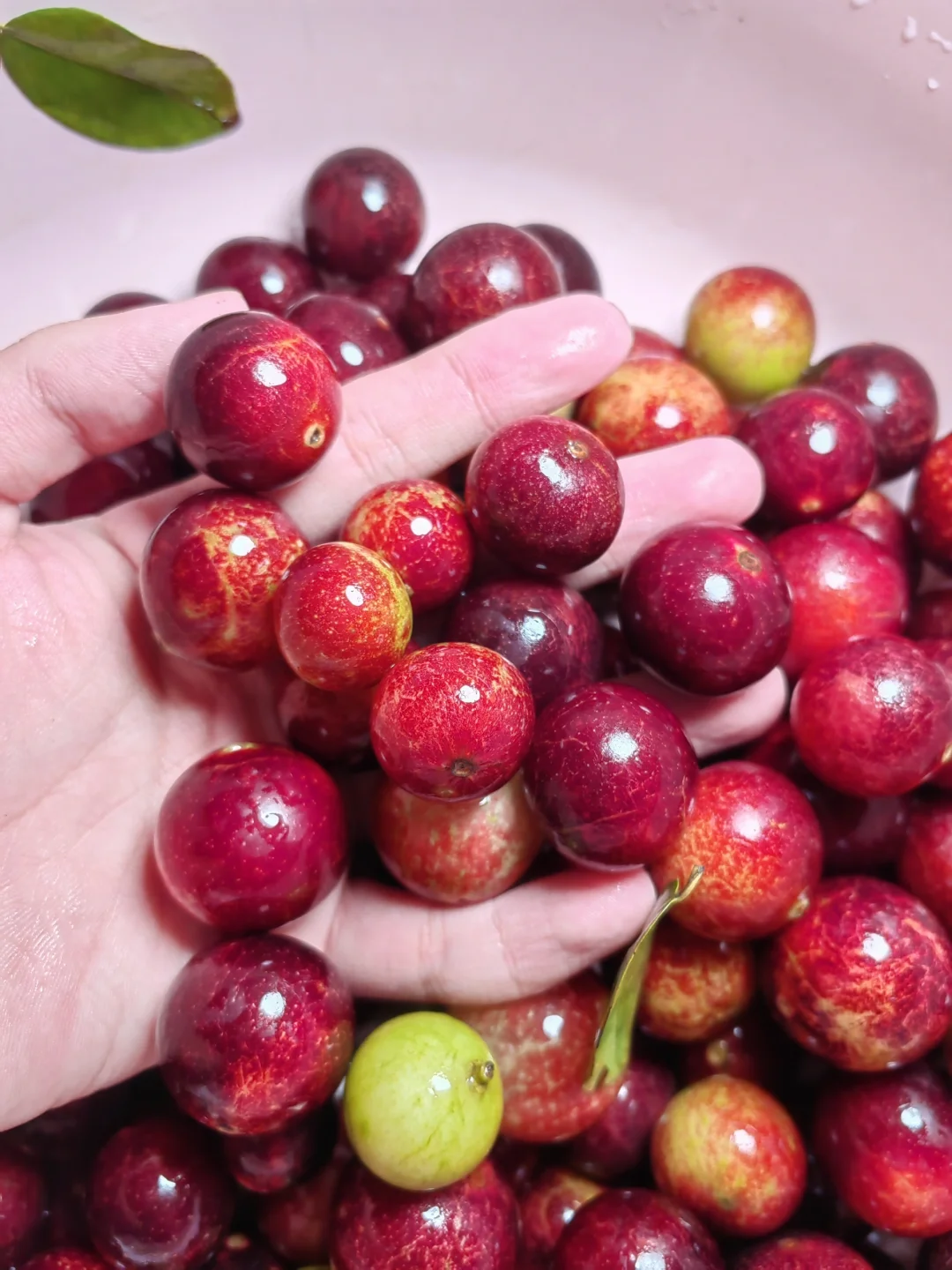 浆果刺客！酸！卡姆果Myrciaria dubia