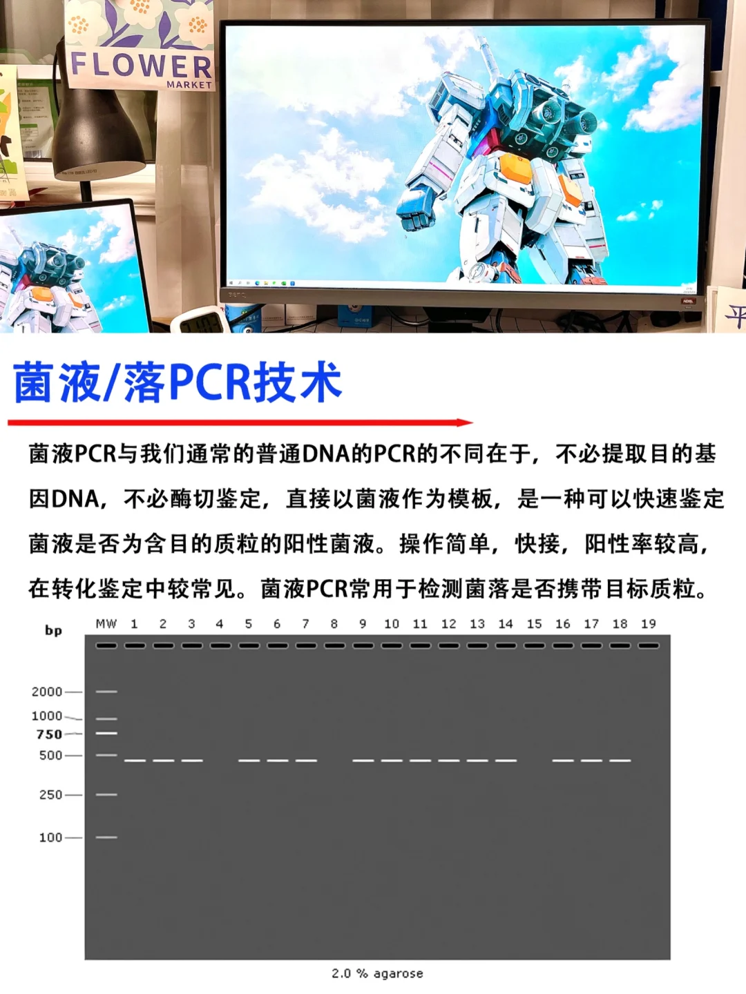 🔥经常用到的菌P技术，你真的会了吗？