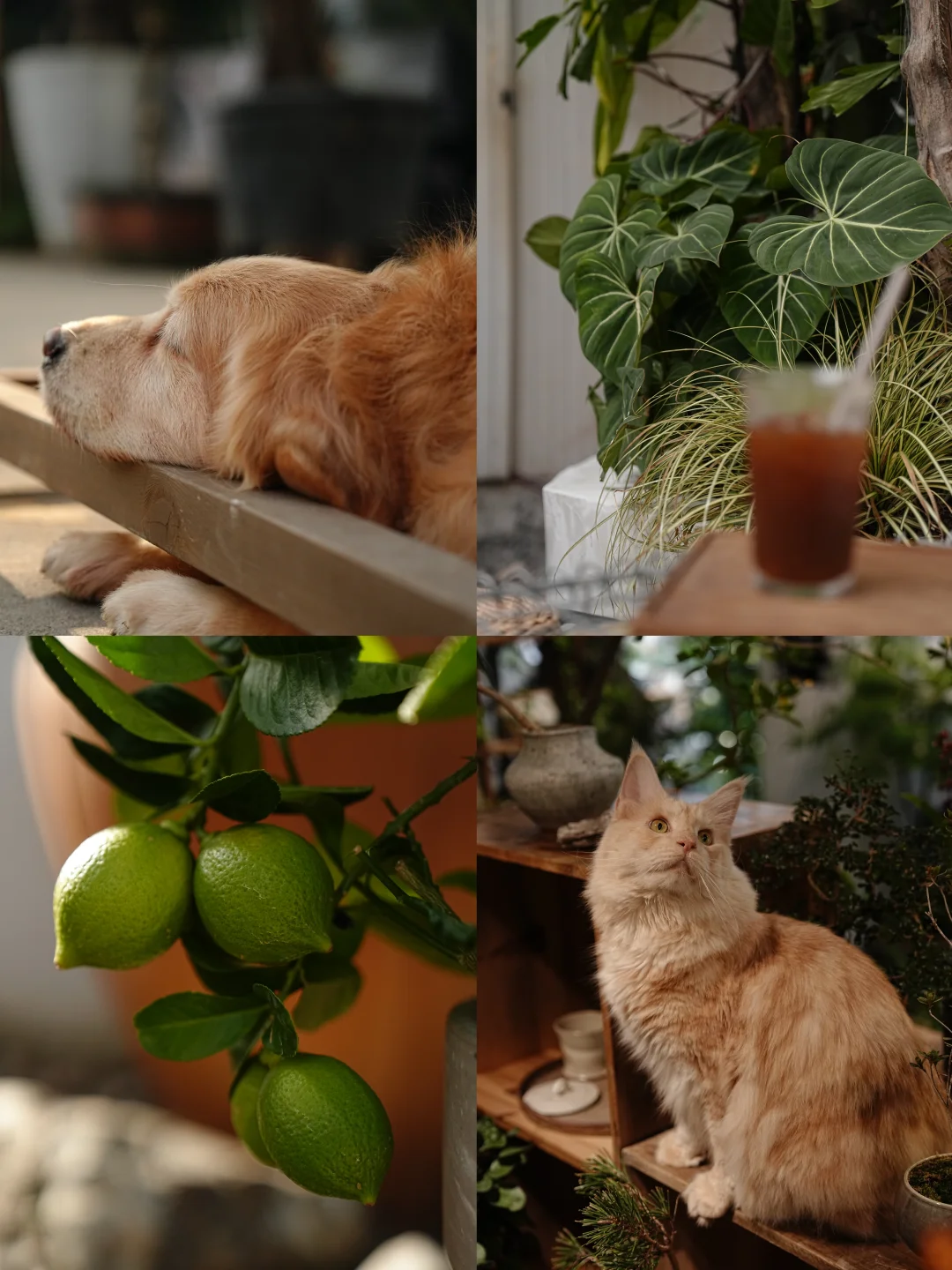 开植物店的第四年，我找到了生活的光合作用